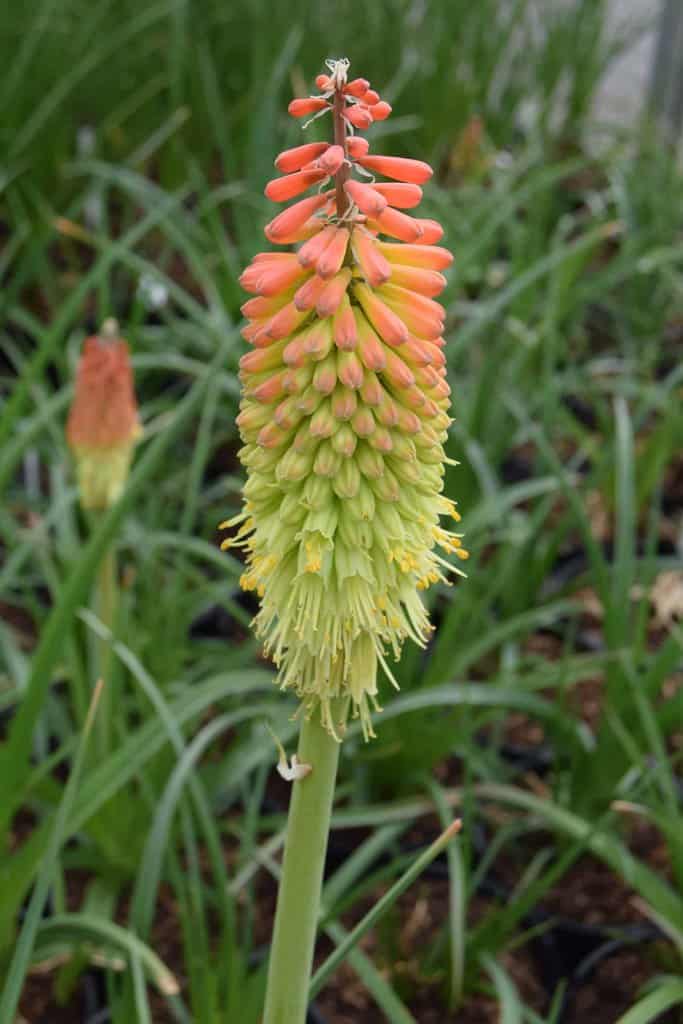 Kniphofia uvaria ---